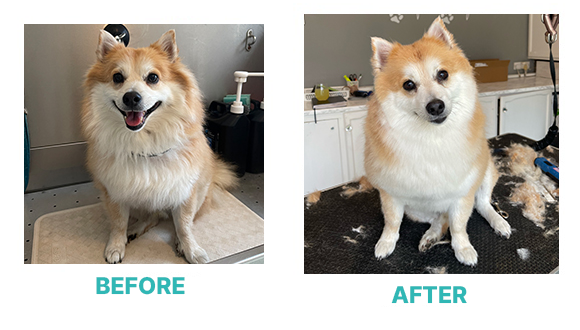 Charlie Dog Grooming Wallington