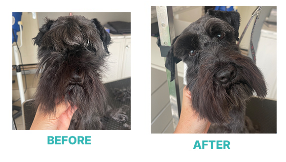 Gus Dog Grooming Wallington