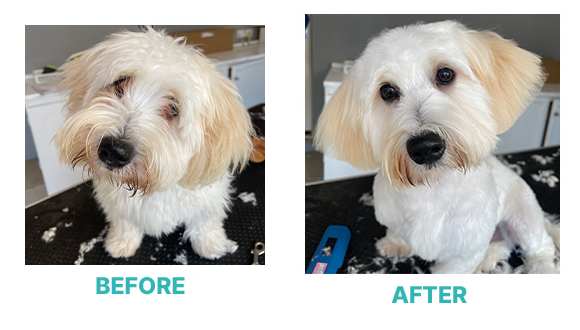 Romeo Dog Grooming Wallington